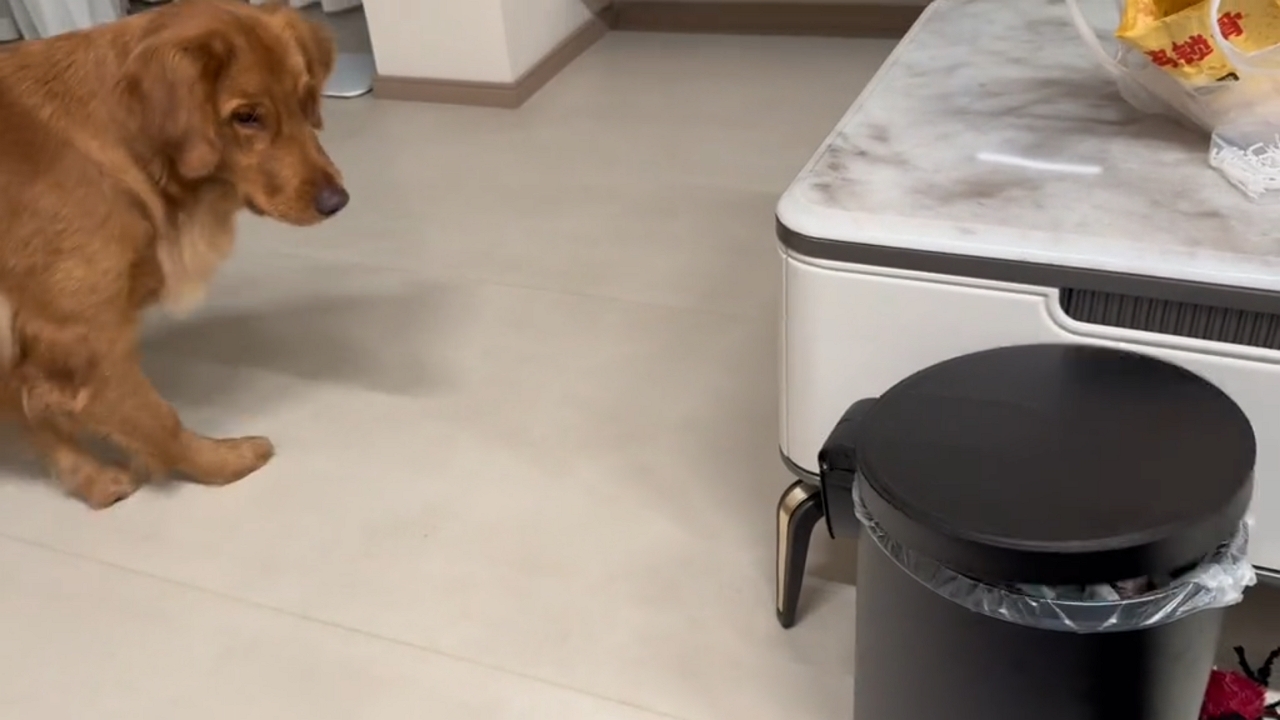 Golden retriever nervously reacts to trash can
