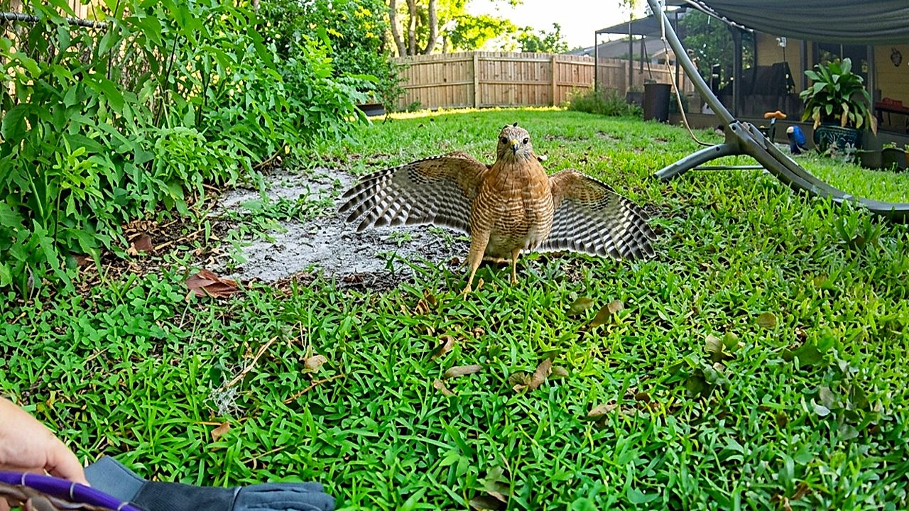 Florida deputy gently frees hawk trapped in senior's pool enclosure