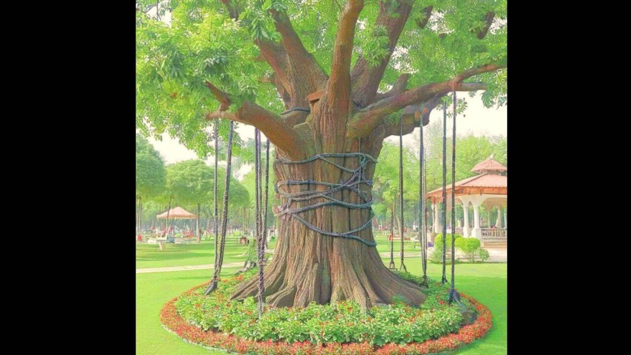 A banyan tree in Pakistan has been chained and 'arrested' since 1898