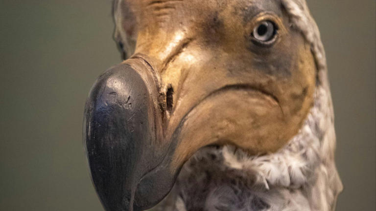 We can bring extinct species back to life - but should we?