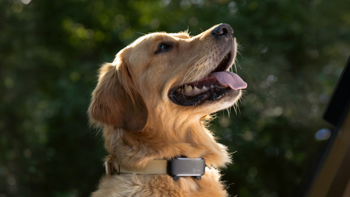 Tractive's DOG 6 GPS tracker gives dog parents peace of mind on fall ...