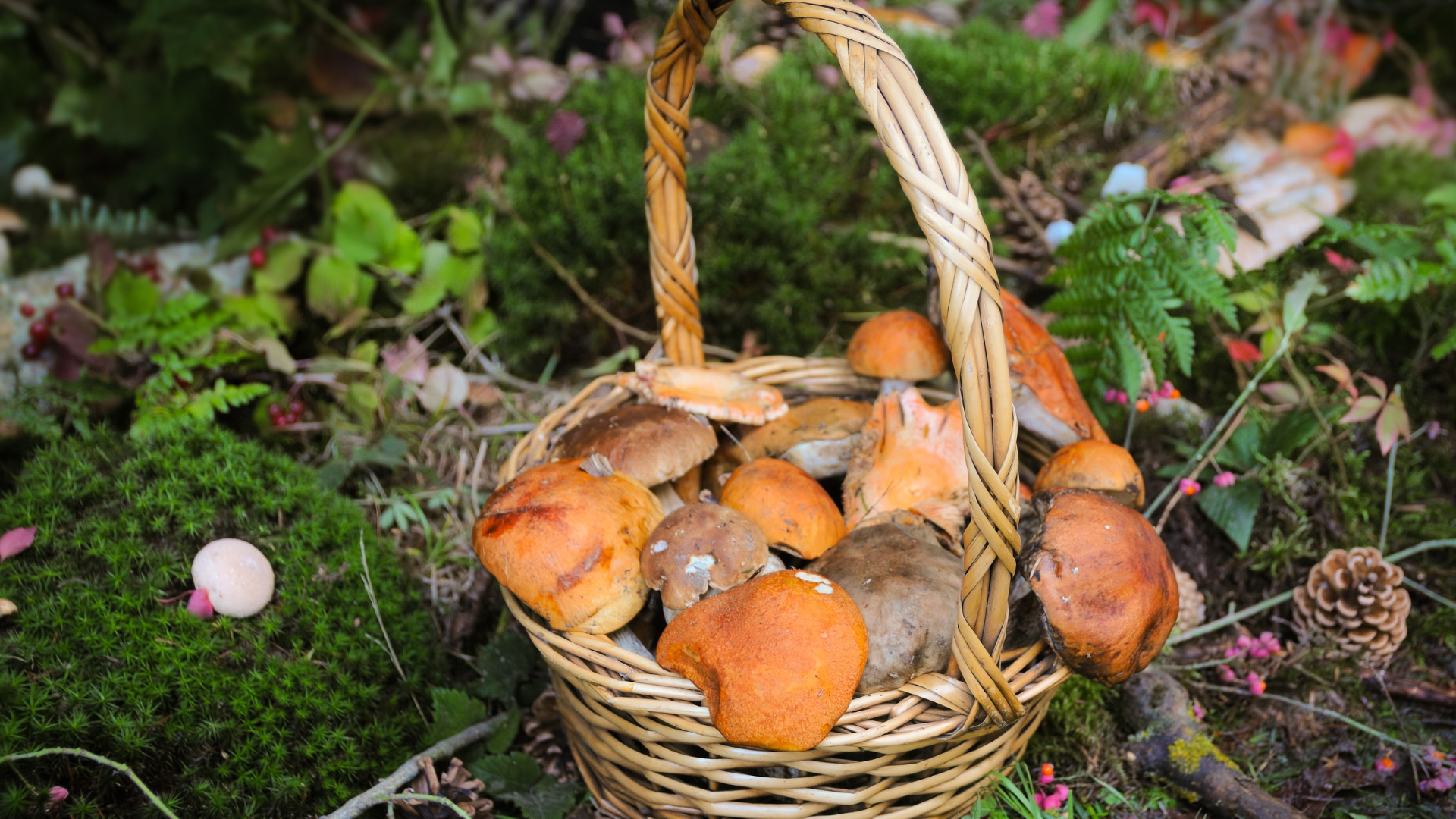 20 poisonous foods humans have somehow developed a tolerance to