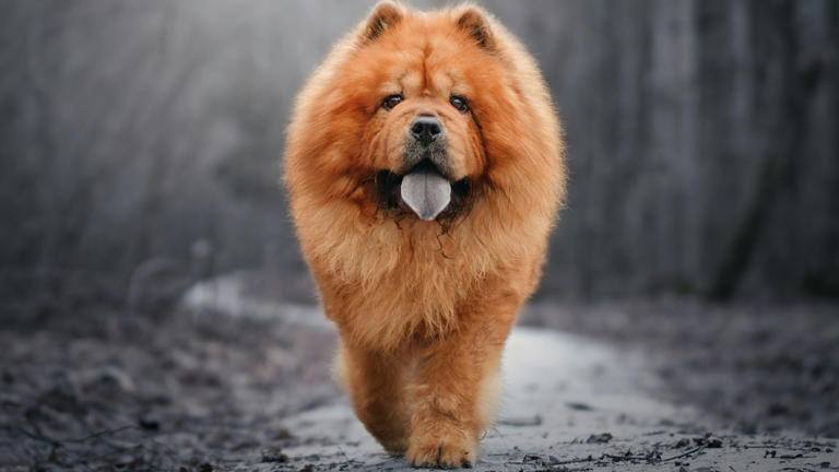 Considering a dog for the kids? Don't choose these breeds
