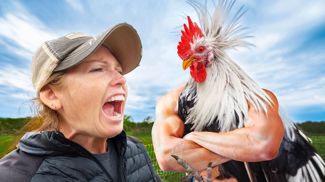 This is why you need a rooster flock
