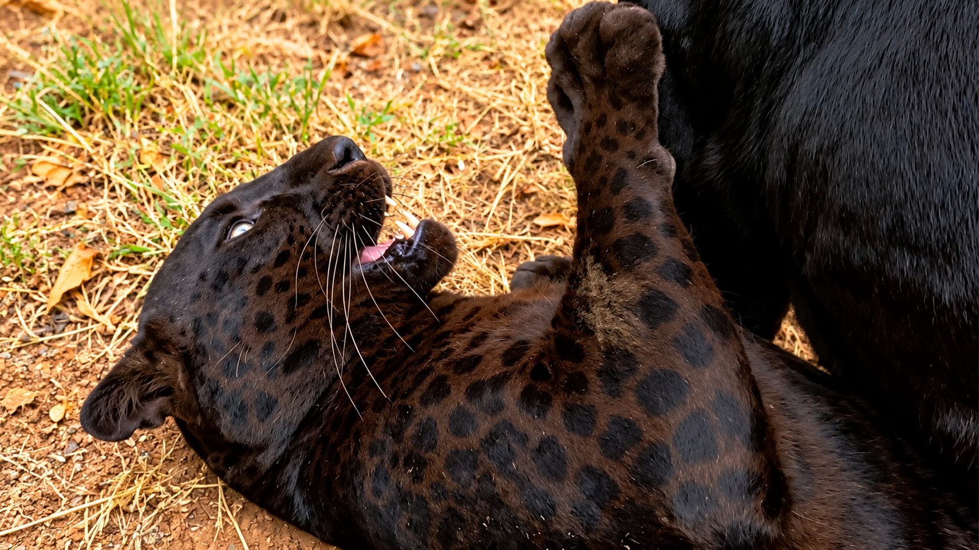 One paw from this leopard is enough