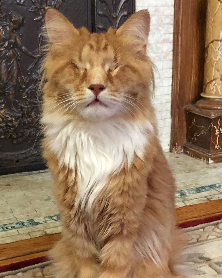 Scientists find first-ever cases of feline Marfan syndrome in cat ...