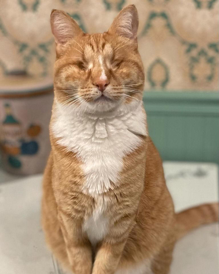 Scientists find first-ever cases of feline Marfan syndrome in cat ...