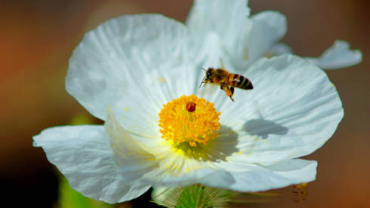 Mojave Desert search finds 6 new bee population groups; why tiny poppy ...