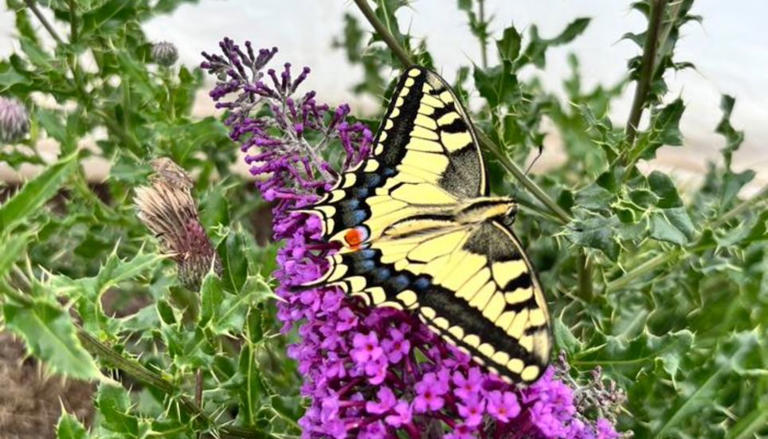 Butterflies have evolved a clever visual trick to fool predators