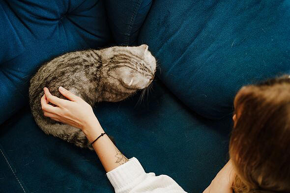 UK cat owners urged to look out for six telling signs their pet is lonely