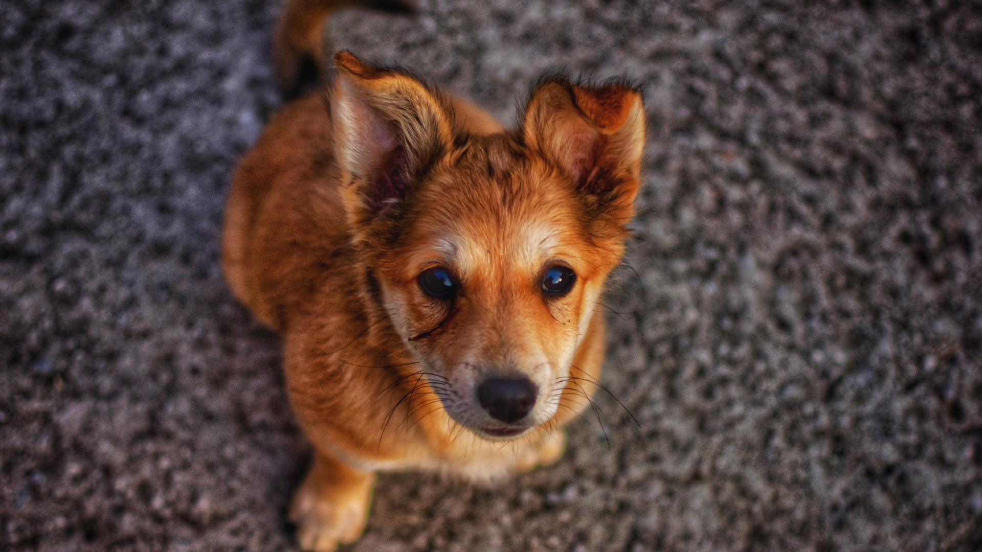 Avoid feeding these foods to your dog at all costs