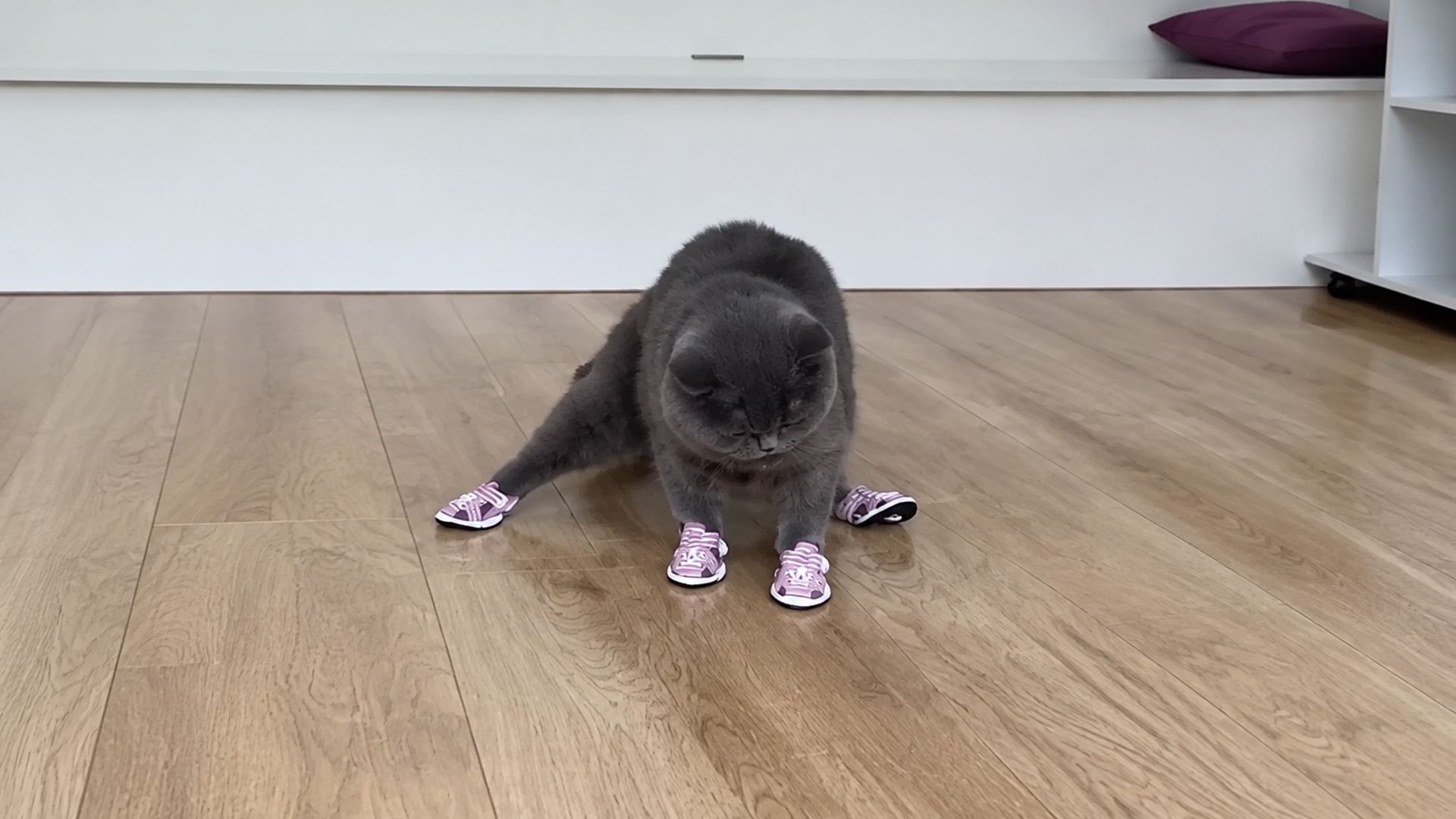 Cat tries tiny sneakers and immediately looks unconvinced