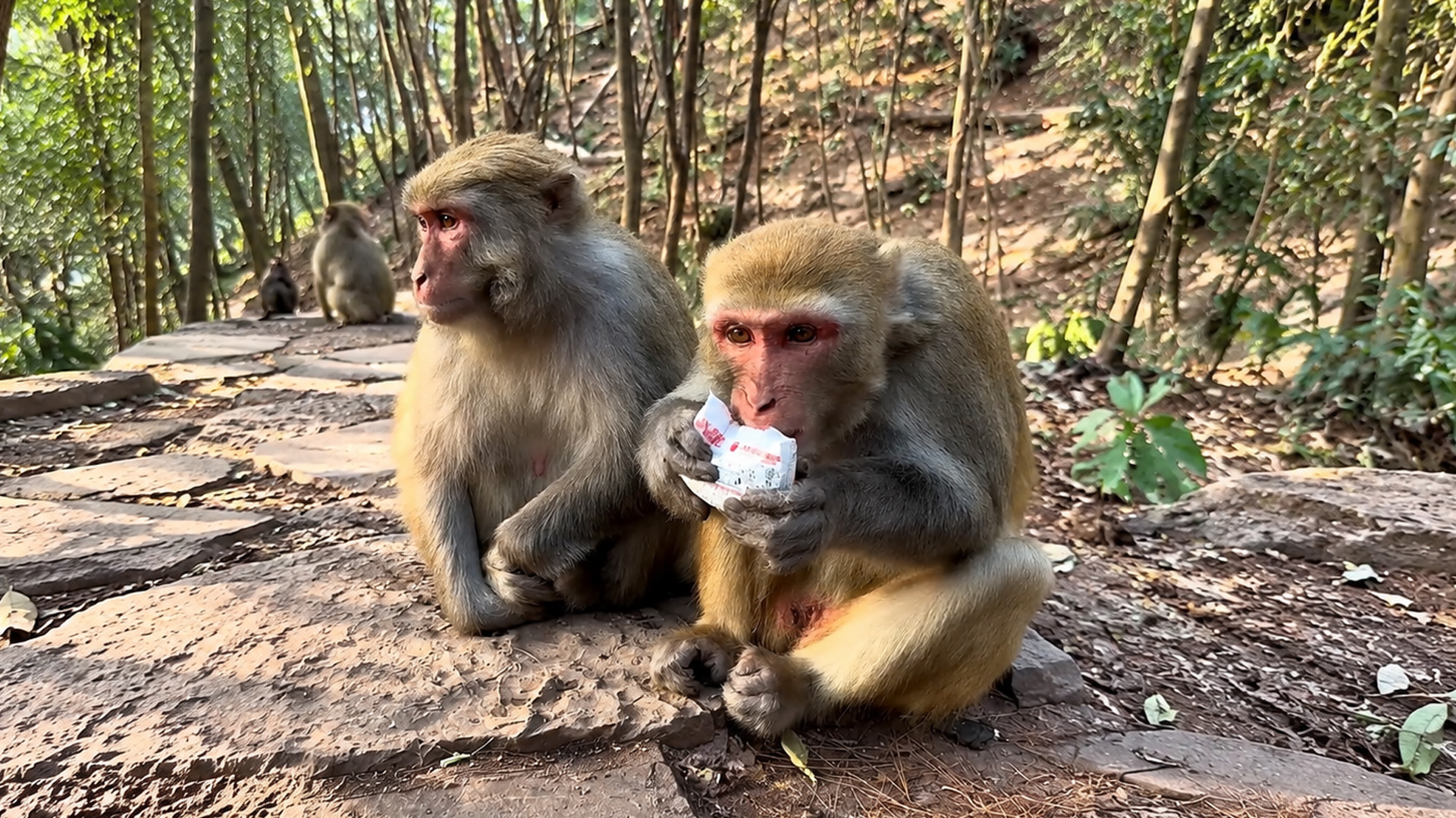 A monkey carefully investigates this unexpected find in forest