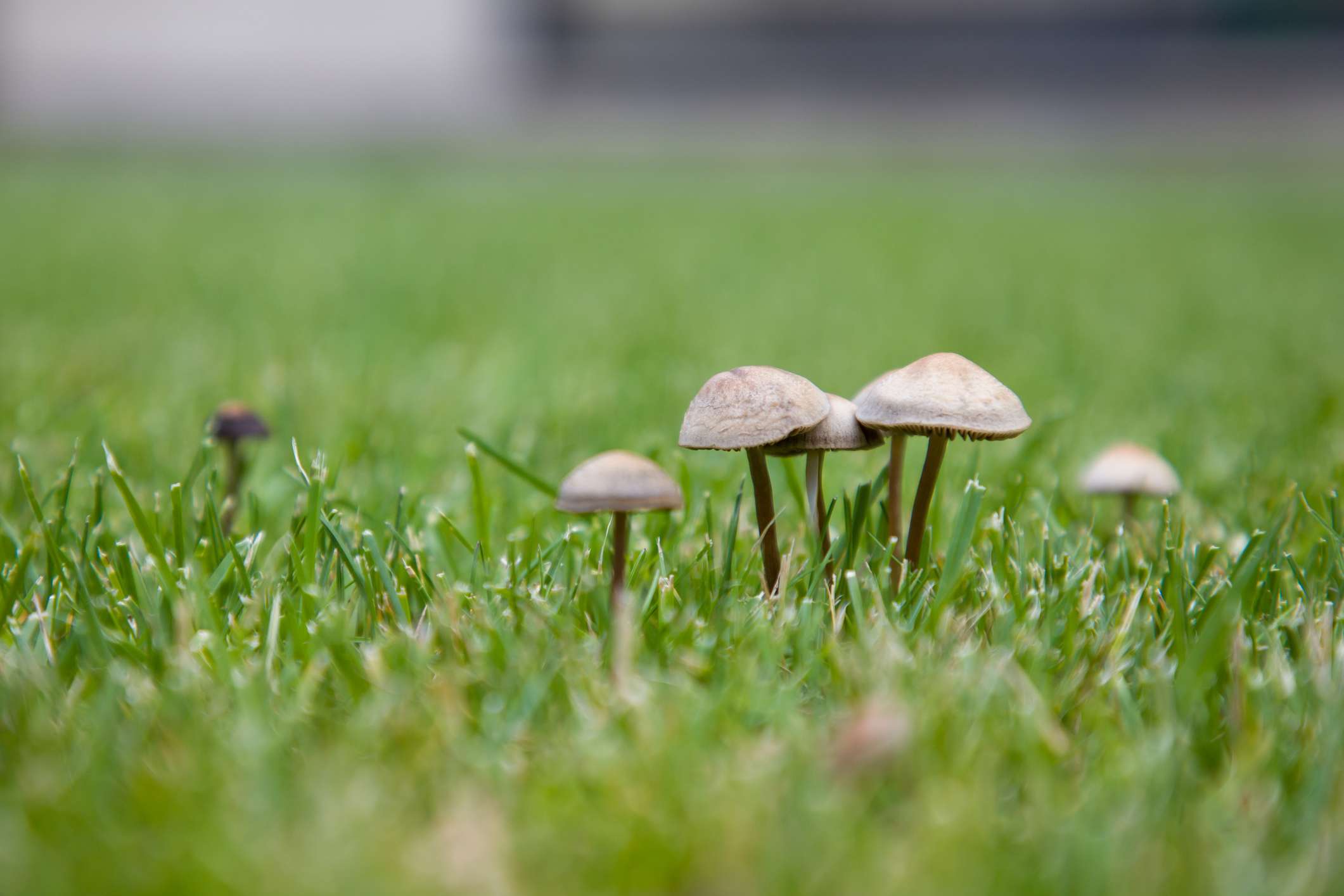 Why you suddenly have mushrooms growing in your lawn