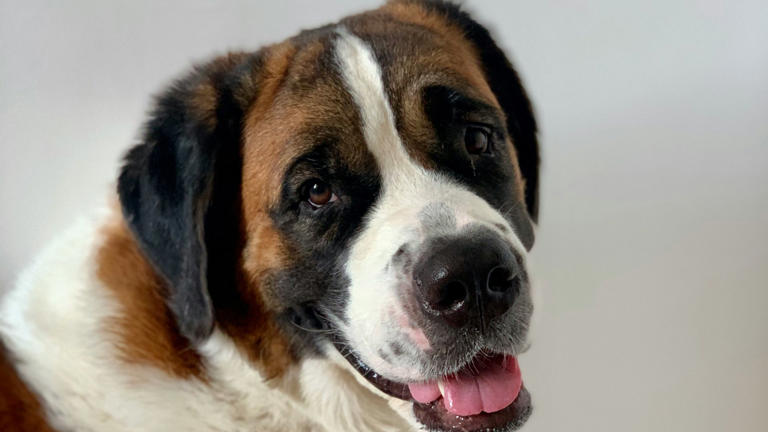 Considering a dog for the kids? Don't choose these breeds