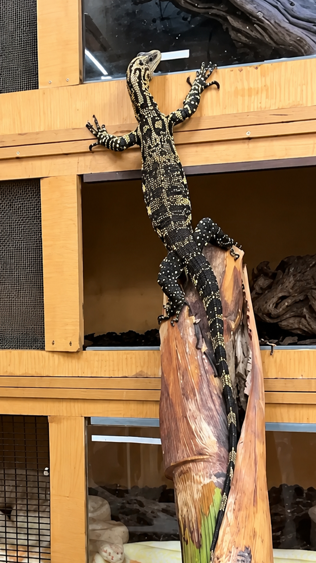Monitor lizard climbs on her for food