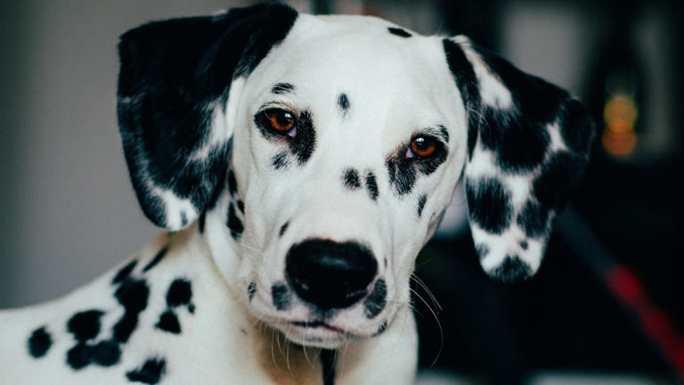 Considering a dog for the kids? Don't choose these breeds