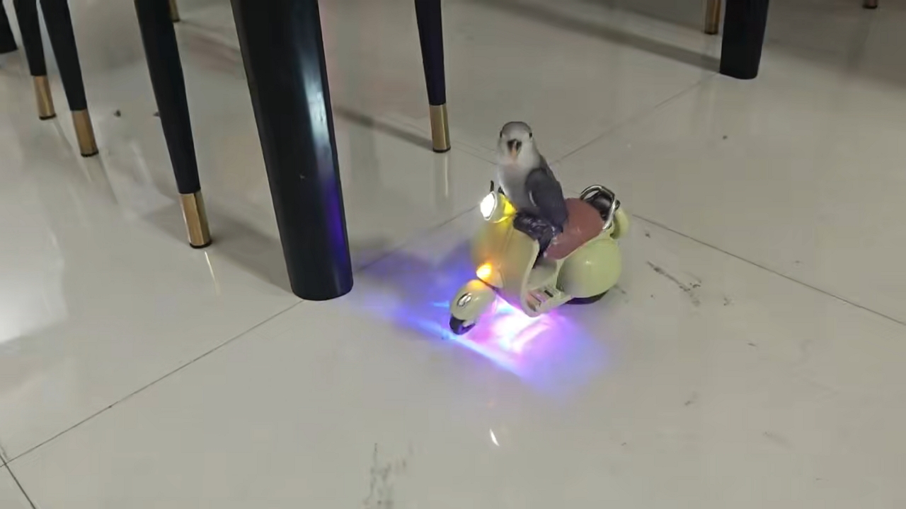 Parrot balances on moving toy scooter in Yulin, China