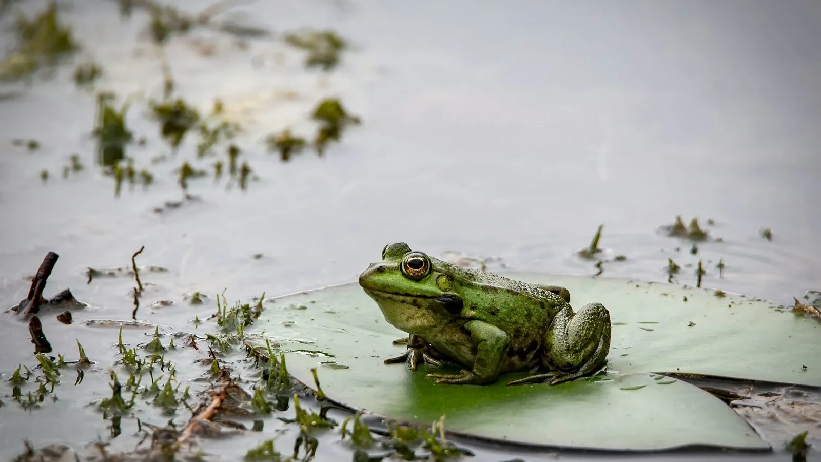 Fish and frogs falling from the sky: Waterspouts can carry animals for ...