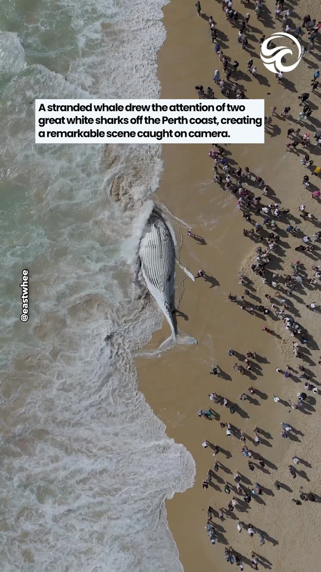 Drone captures two great white sharks circling stranded whale