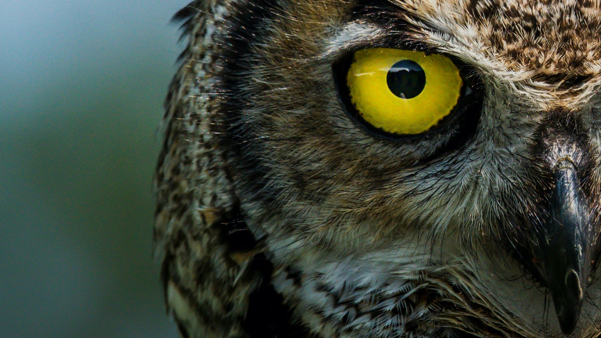 20 animals humans once believed could predict death