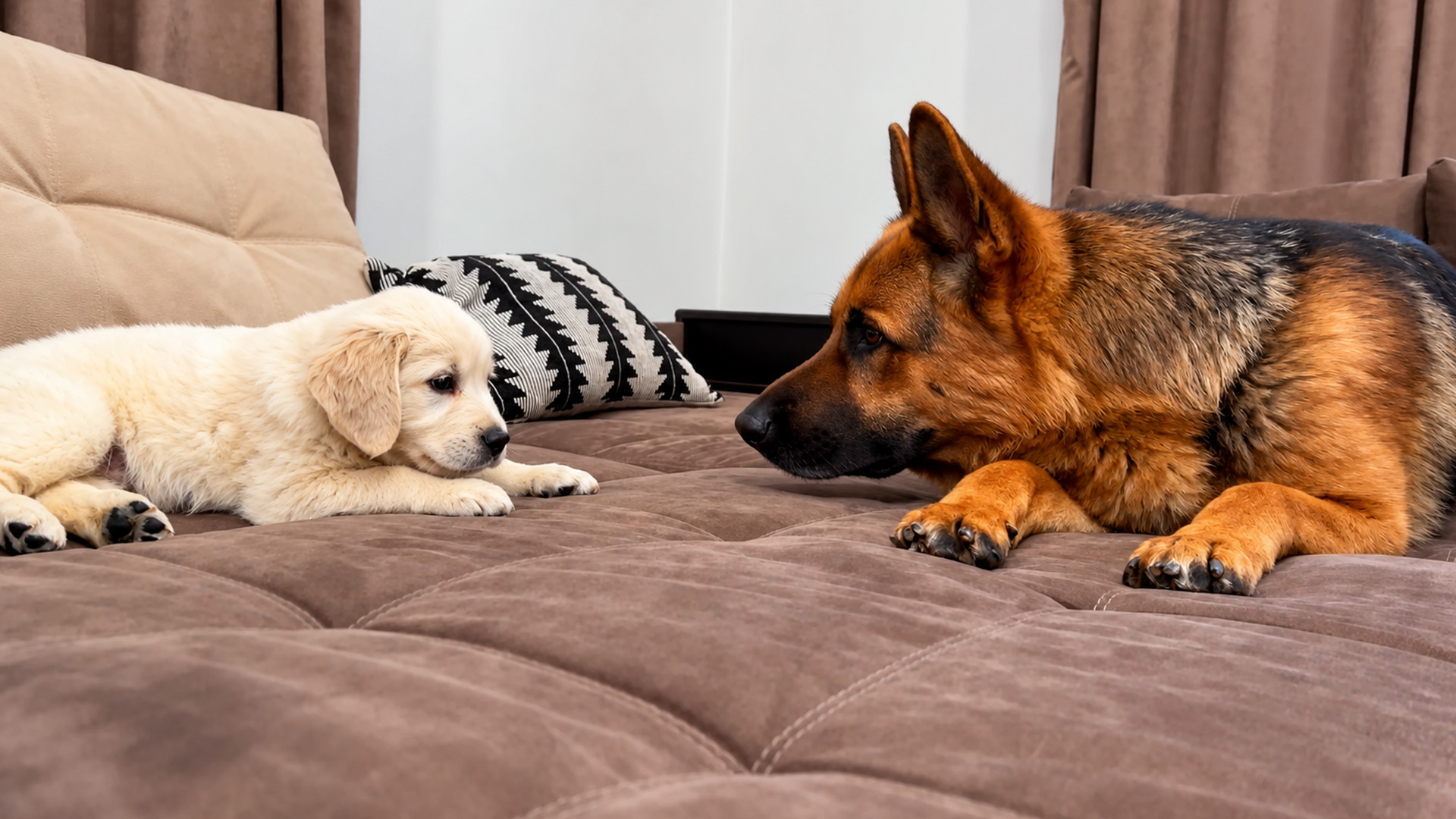 German shepherd carefully meets a new golden retriever puppy