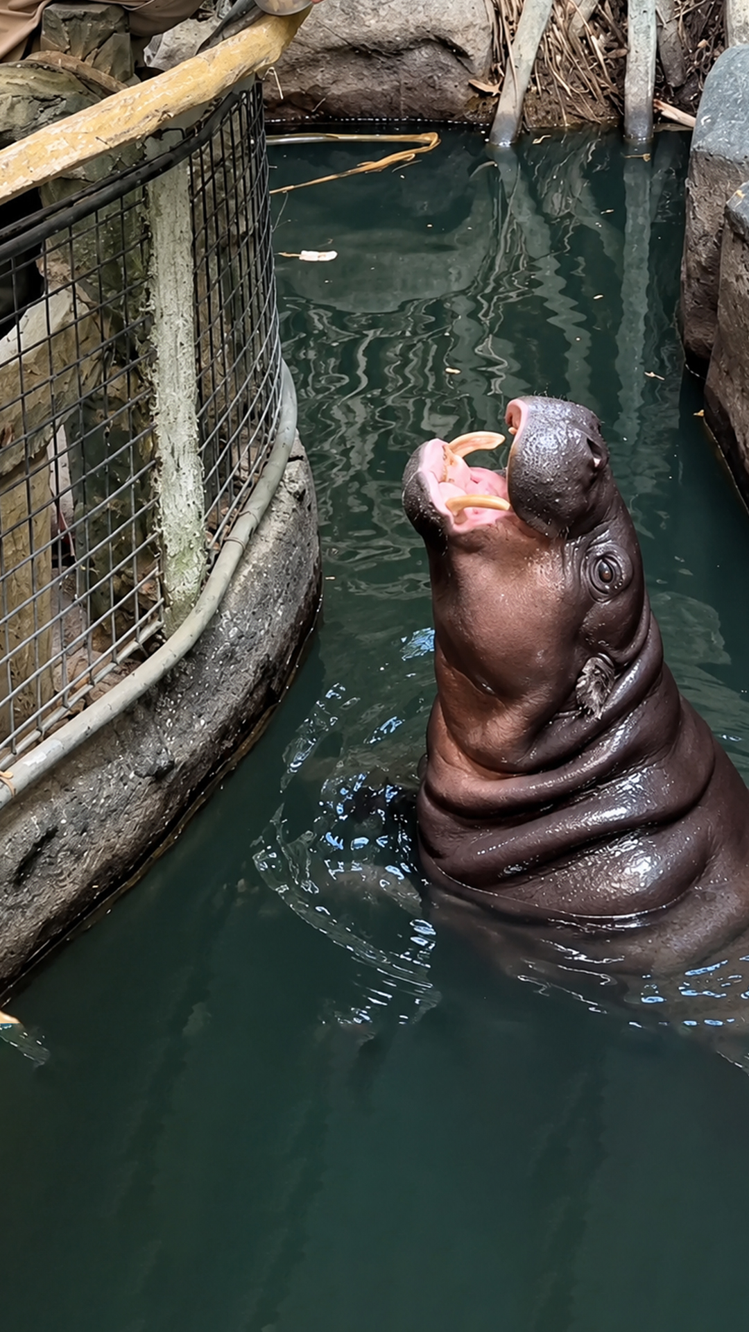 Witnessing the tiny natural stature of an adult pygmy hippo
