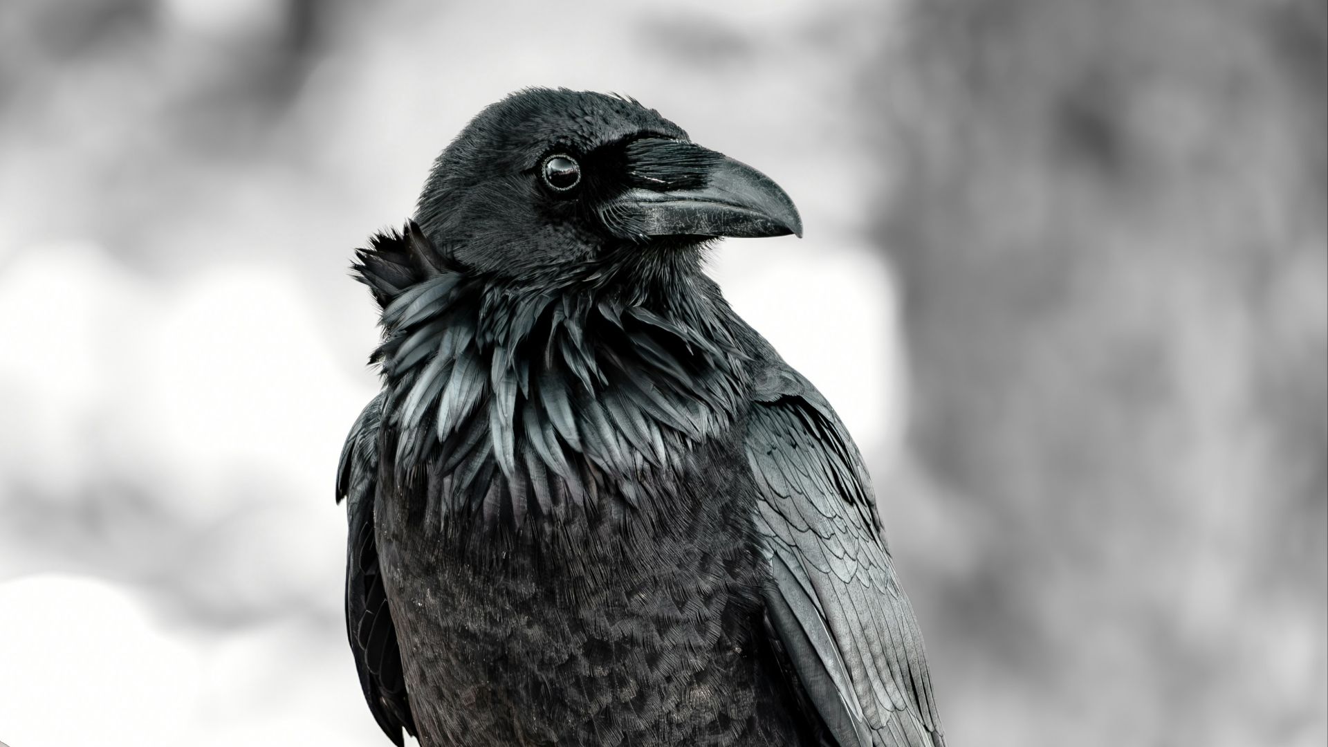 20 animals humans once believed could predict death