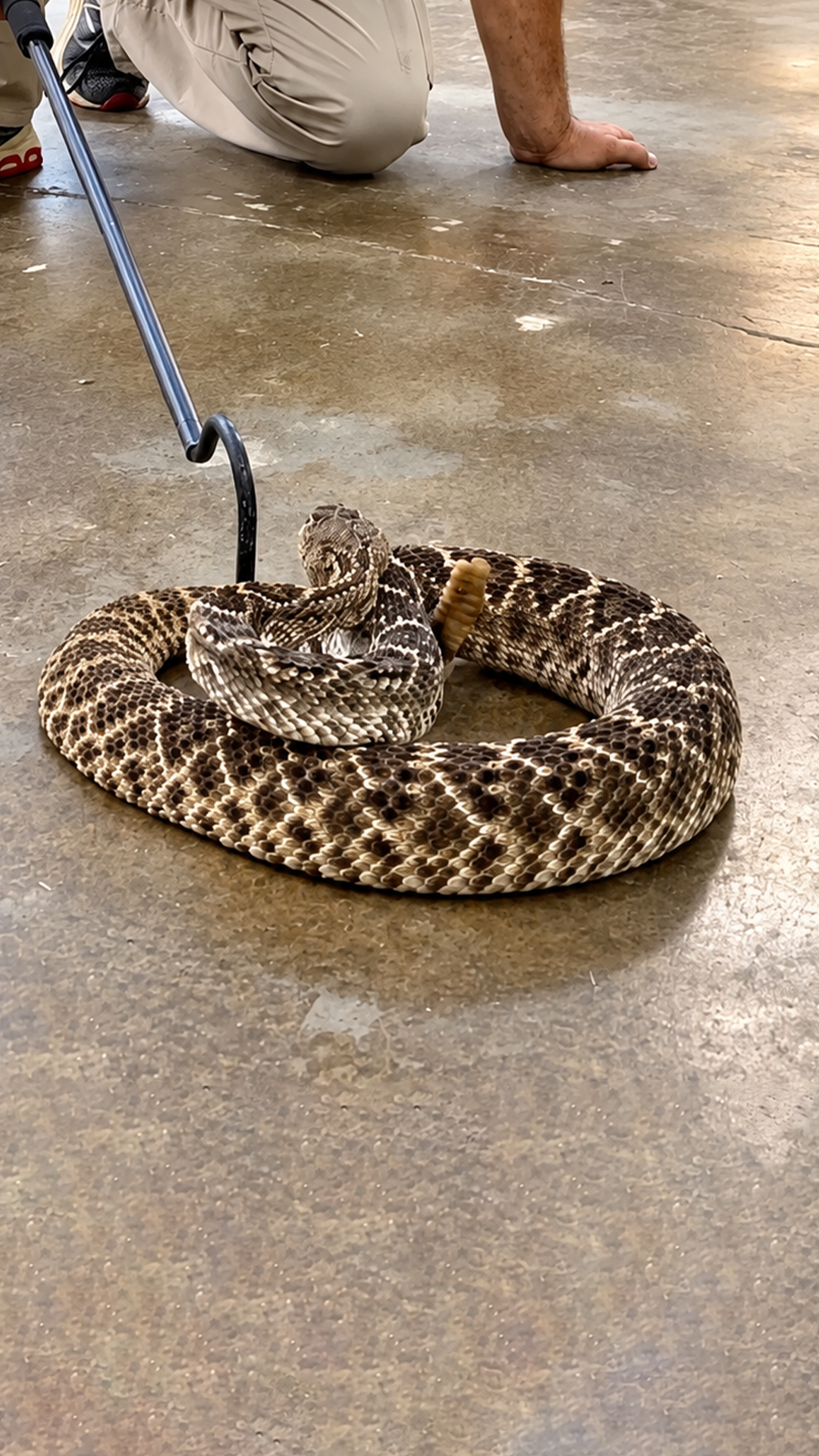 Western diamondback rattlesnake sends a loud warning rattle in the desert
