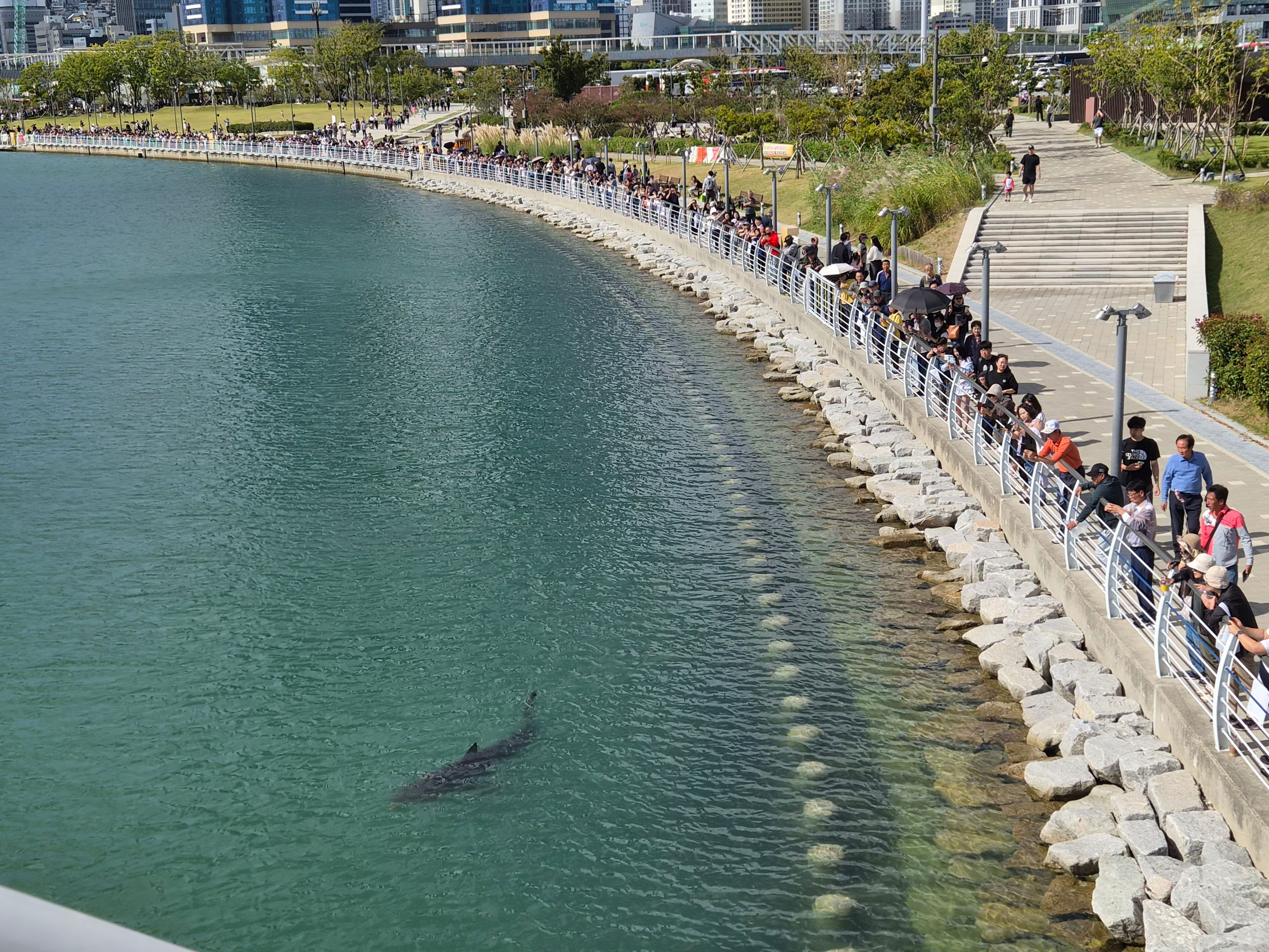 Bukangi's puzzling stay in Busan waterway continues