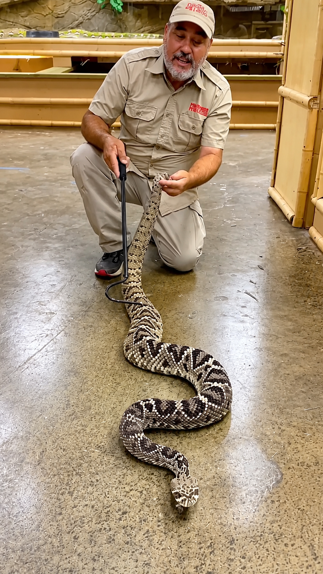 America's largest venomous snake stuns with its sheer scale