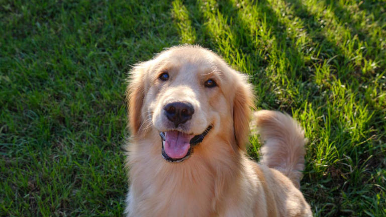Nova the golden retriever hilariously jumps over random objects in ...