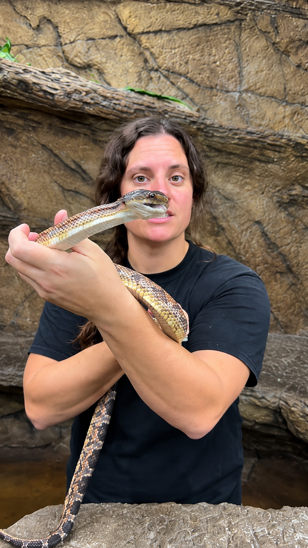 What happens when both heads on a two-headed snake try to lead