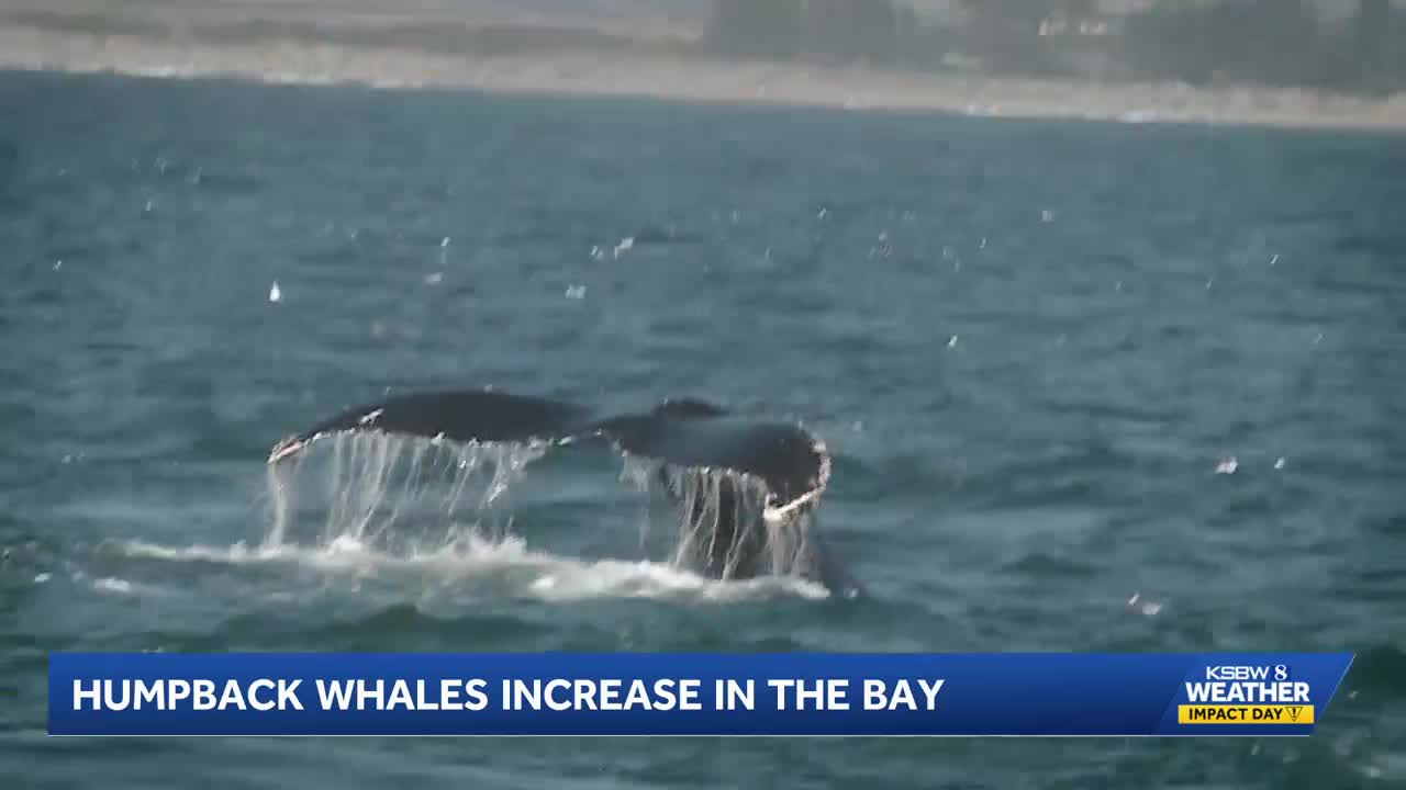 Humpback whales fill Monterey Bay, offering perfect whale-watching ...