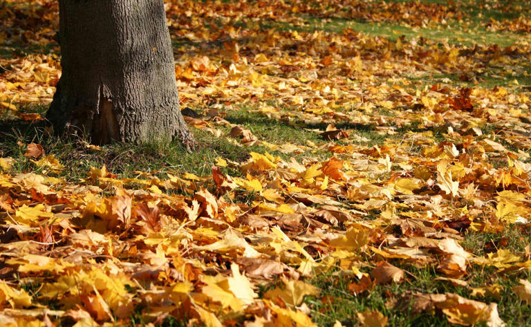 How to compost fall leaves into rich, healthy garden soil