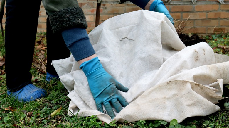 4 tips for protecting your plants from frost