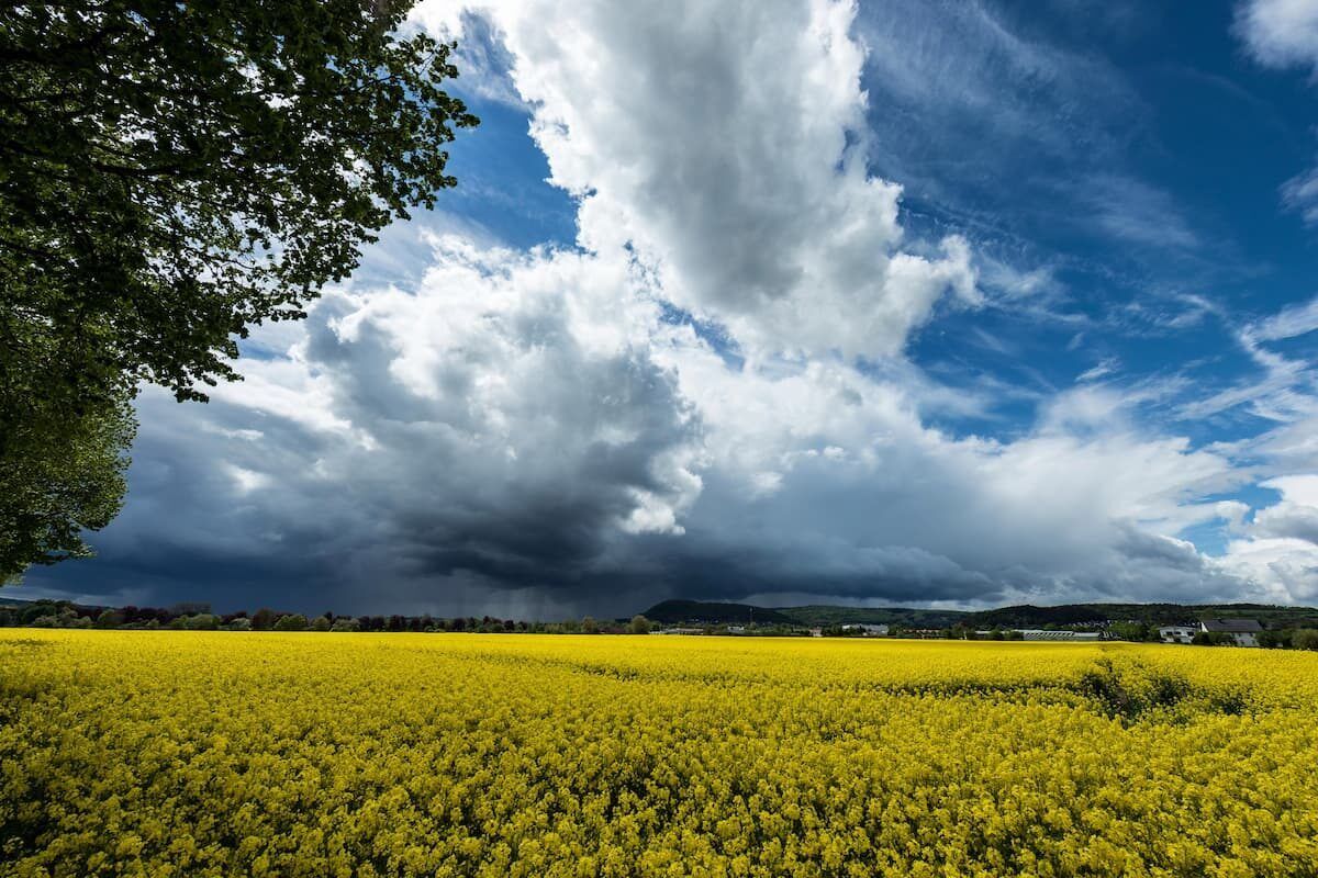 Weather: Spring makes a comeback in Gauteng after cold and rainy week