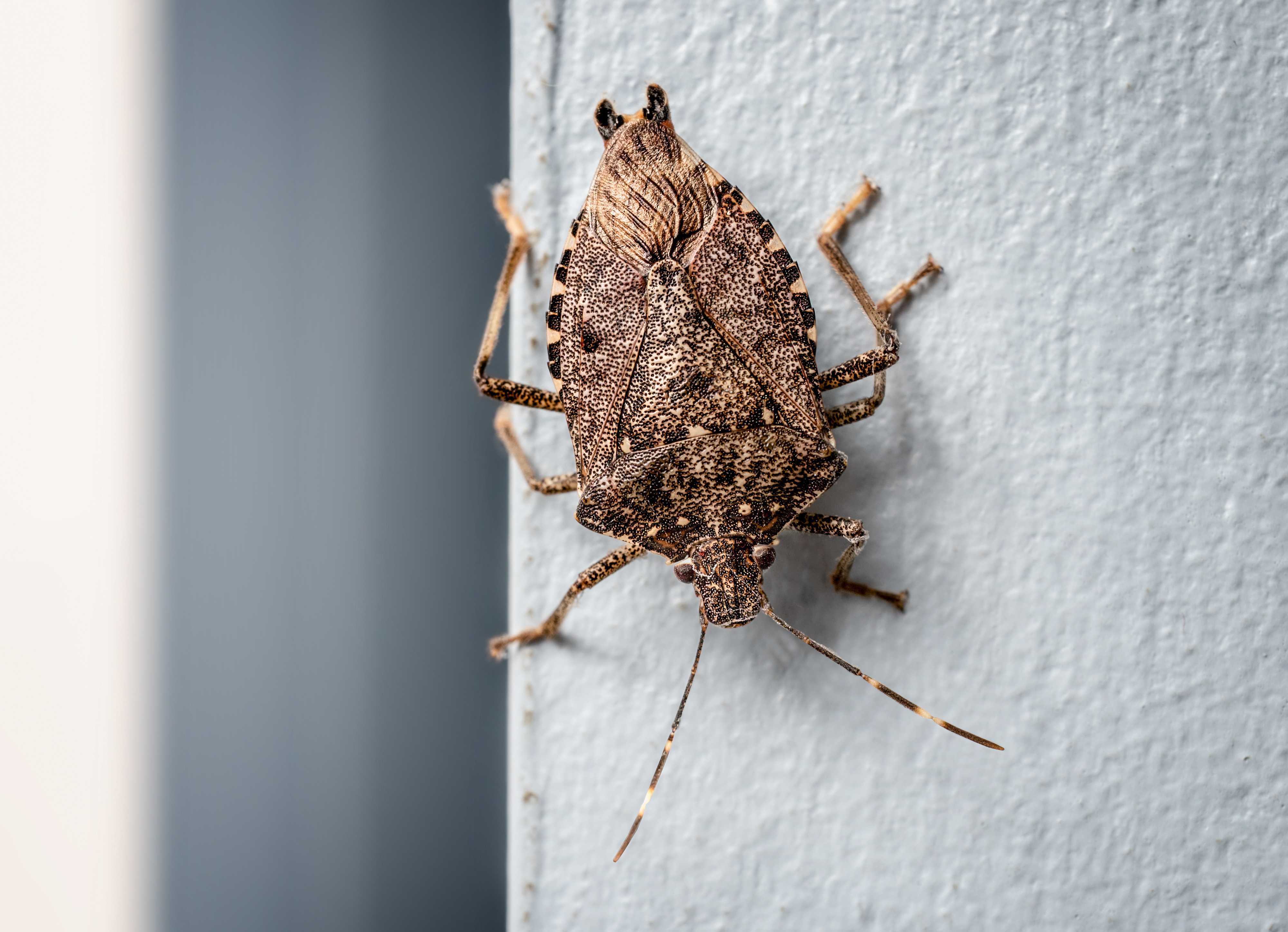Why stink bugs invade your home in fall—and how to stop them