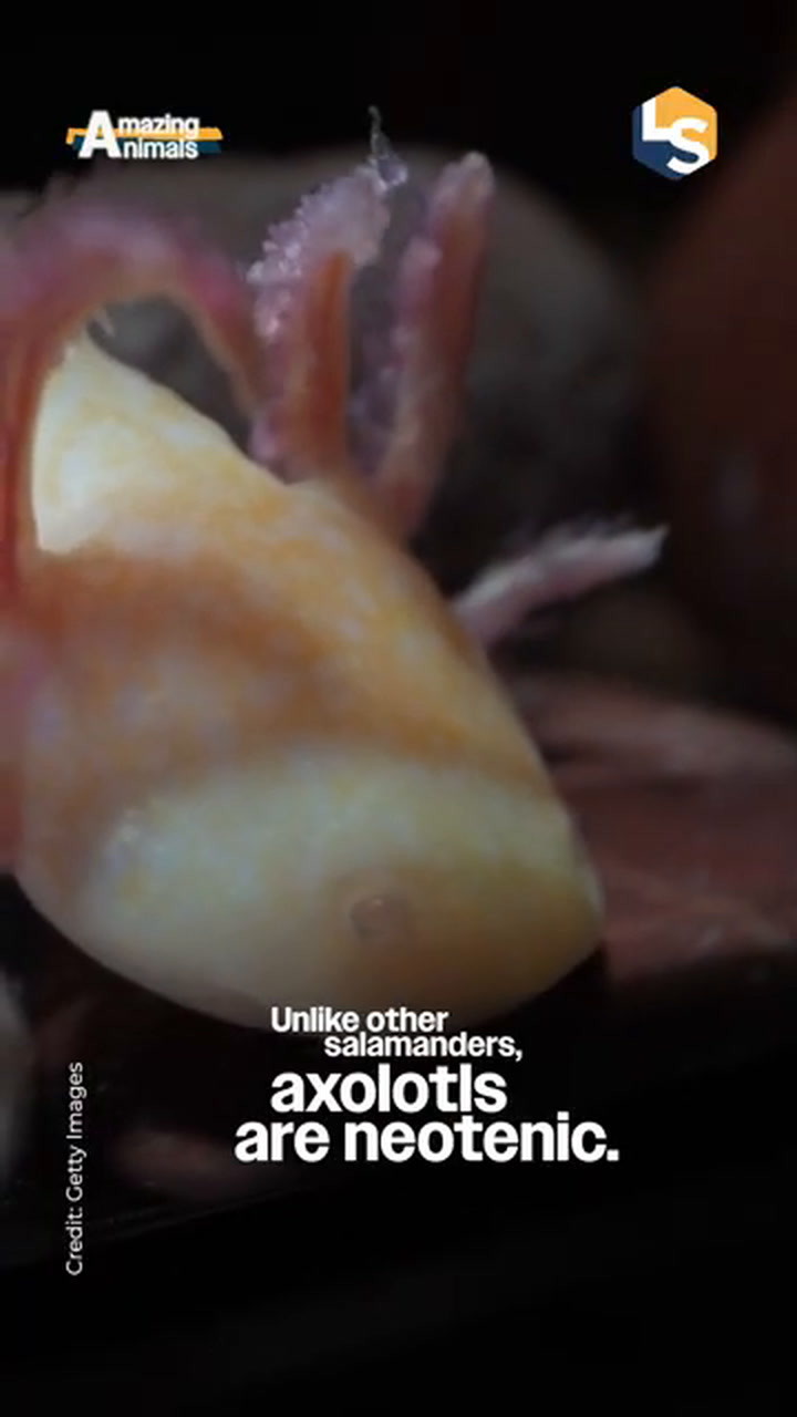 Meet the critically endangered axolotl: A scientific marvel