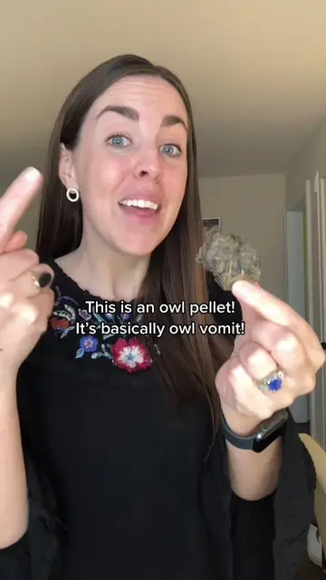 I dissect owl vomit to reveal tiny skeletons