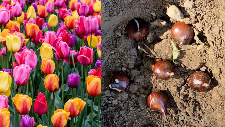 Hot tips for tulip bulbs planting this fall