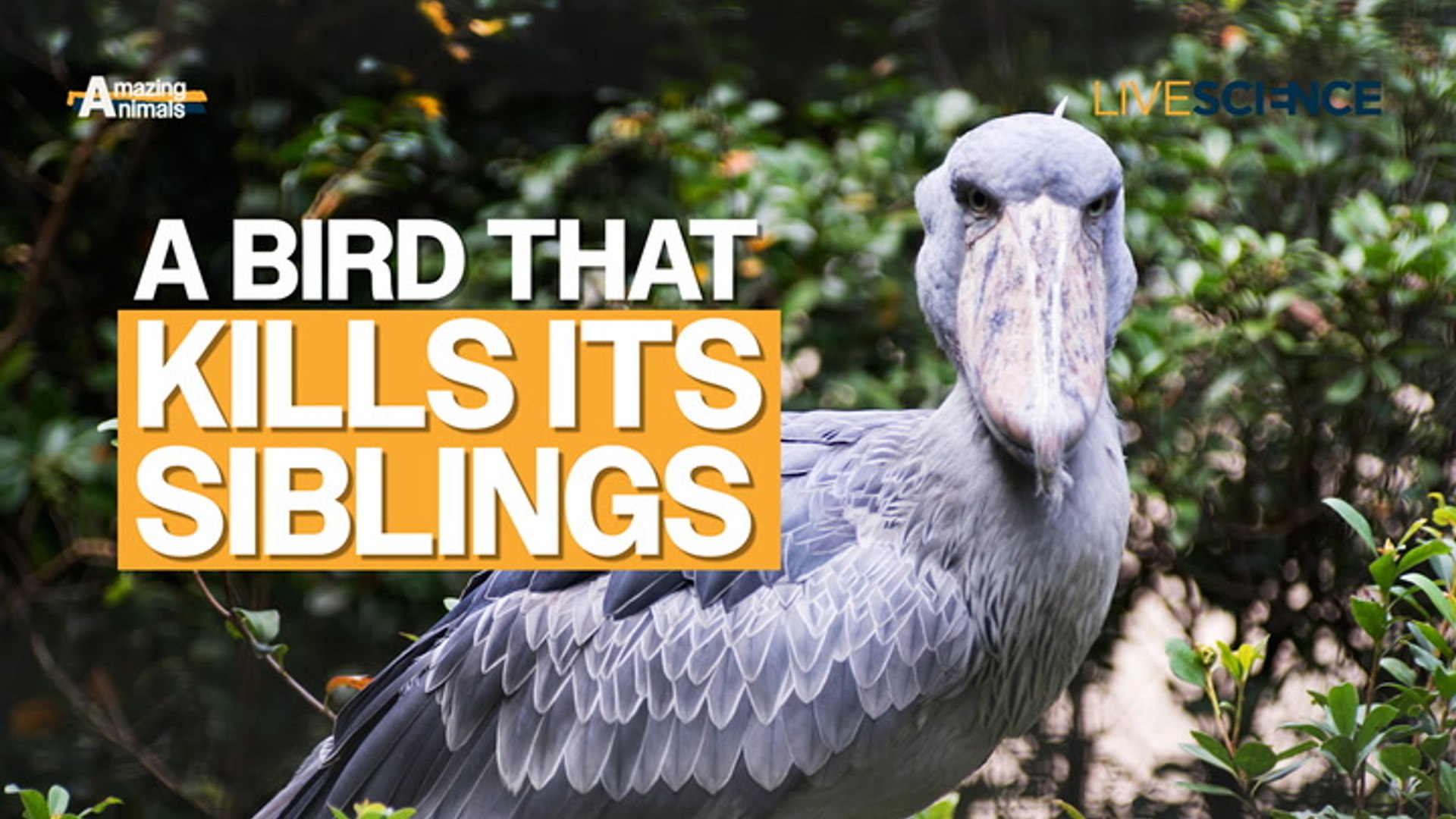 Shoebill: A bird that kills its siblings | Amazing animals