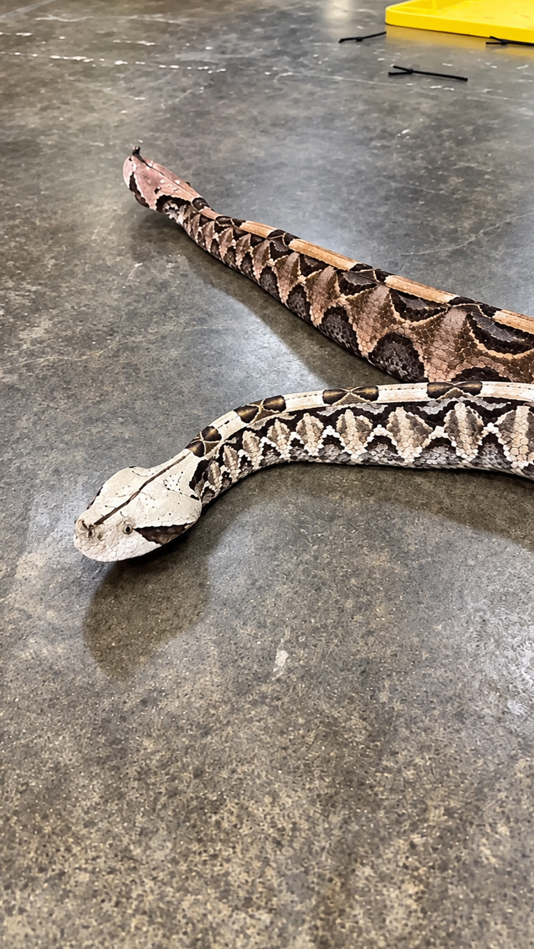 Gaboon viper camouflage secrets revealed by an expert wildlife handler