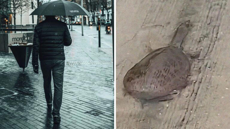 Florida man catches soft shell turtle using the sidewalk as HOV lane in ...