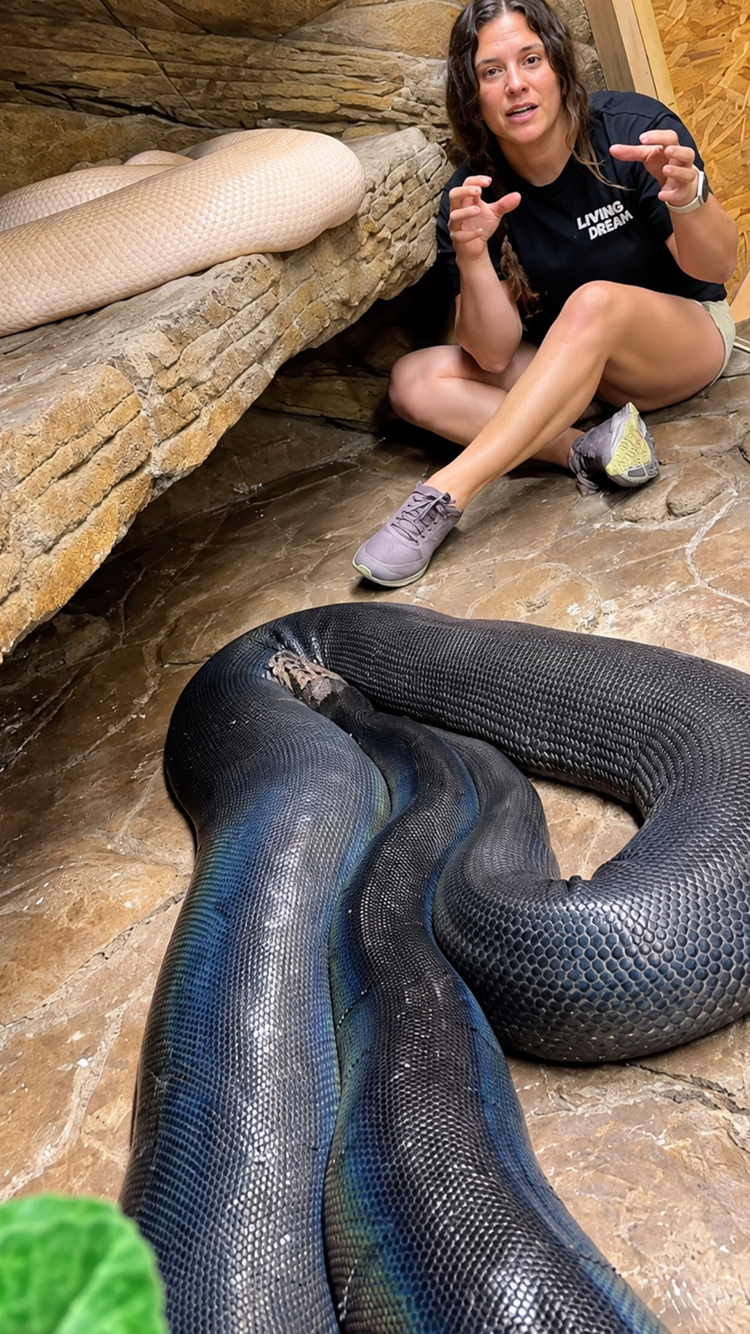 Why female reticulated pythons dwarf the males in size