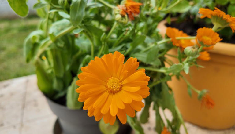 Siembra esta flor en octubre y llena de color tu balcón en verano: la ...