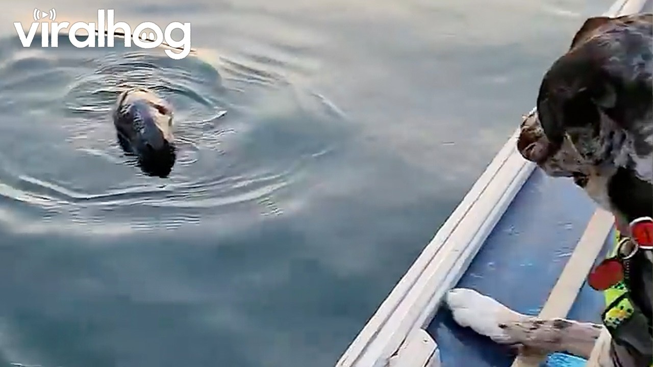 Dog has the sweetest reaction to seeing a seal