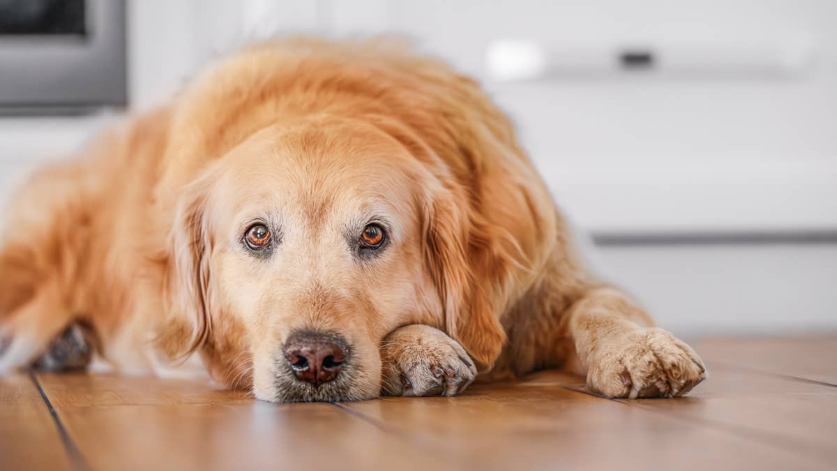 Sweet Golden Retriever Has Most Epic Grumpy Face When He Wakes Up in ...