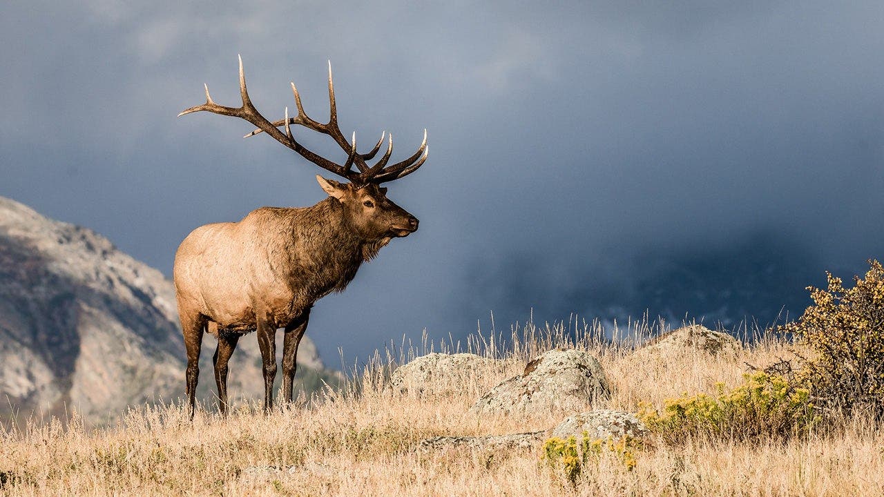Two massive elk lock antlers in feisty Colorado fight captured on ...
