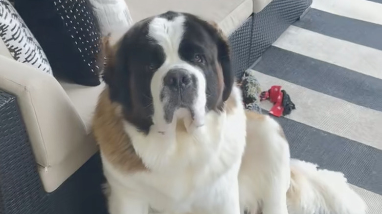 Saint Bernard patiently waits at the bottom of the stairs to get pets ...